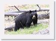 Black Bear at Antelope Creek