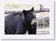 Black Bear at Antelope Creek