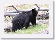 Black Bear at Antelope Creek