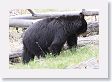 Black Bear at Antelope Creek