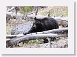 Black Bear at Antelope Creek