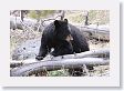 Black Bear at Antelope Creek