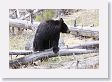 Black Bear at Antelope Creek