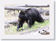 Black Bear at Antelope Creek