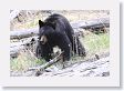 Black Bear at Antelope Creek