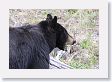 Black Bear at Antelope Creek