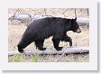 Black Bear at Antelope Creek