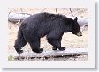 Black Bear at Antelope Creek