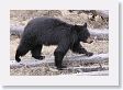 Black Bear at Antelope Creek