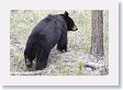 Black Bear at Antelope Creek