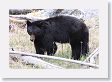 Black Bear at Antelope Creek