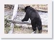 Black Bear crossing  Antelope Creek