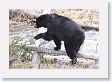 Black Bear crossing  Antelope Creek