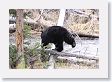 Black Bear crossing  Antelope Creek