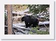 Black Bear crossing  Antelope Creek