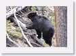 Black Bear crossing  Antelope Creek