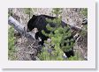 Black Bear crossing  Antelope Creek