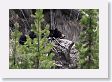 Black Bear taking a nap above Antelope Creek