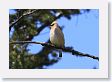 Cedar Waxwing