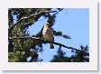 Cedar Waxwing