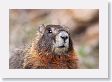 Marmot