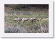 Rocky Mountain Bighorn Sheep ewes near road to Lamar Valley