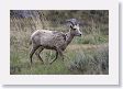 Rocky Mountain Bighorn Sheep ewe near road to Lamar Valley