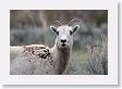 Rocky Mountain Bighorn Sheep ewe near road to Lamar Valley