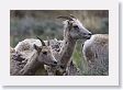 Rocky Mountain Bighorn Sheep ewes near road to Lamar Valley