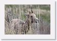 Rocky Mountain Bighorn Sheep ewe near road to Lamar Valley