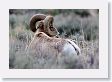 Rocky Mountain Bighorn Sheep ram near road to Lamar Valley