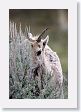 Rocky Mountain Bighorn Sheep ewe near road to Lamar Valley