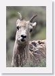 Rocky Mountain Bighorn Sheep ewe near road to Lamar Valley