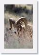 Rocky Mountain Bighorn Sheep ram near road to Lamar Valley