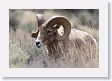 Rocky Mountain Bighorn Sheep ram near road to Lamar Valley