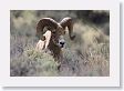 Rocky Mountain Bighorn Sheep ram near road to Lamar Valley