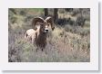 Rocky Mountain Bighorn Sheep ram near road to Lamar Valley