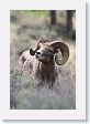 Rocky Mountain Bighorn Sheep ram near road to Lamar Valley