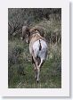 Rocky Mountain Bighorn Sheep ram near road to Lamar Valley