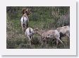 Rocky Mountain Bighorn Sheep ram amd ewes near road to Lamar Valley