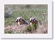 Badger cubs waiting in their den for mom