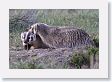 Badger cubs waiting in their den for mom