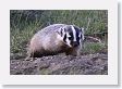 Badger cubs waiting in their den for mom