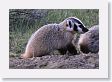 Badger cubs