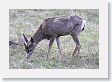 Blacktail Deer