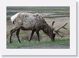 Bull Elk