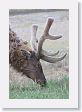 Bull Elk