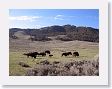 Slough Creek Bison