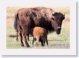 Slough Creek Bison