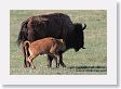 Slough Creek Bison